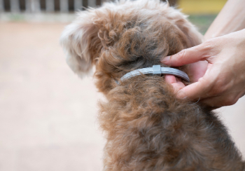 Otc flea outlet treatment